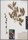 Foto von Salix cinerea L. x Salix nigricans Sm.